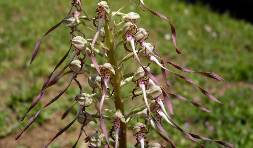 Détail de l'orchidée. Une dizaine de fleurs violettes avec un pétale très long et ondulé.