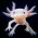 Axolotl
