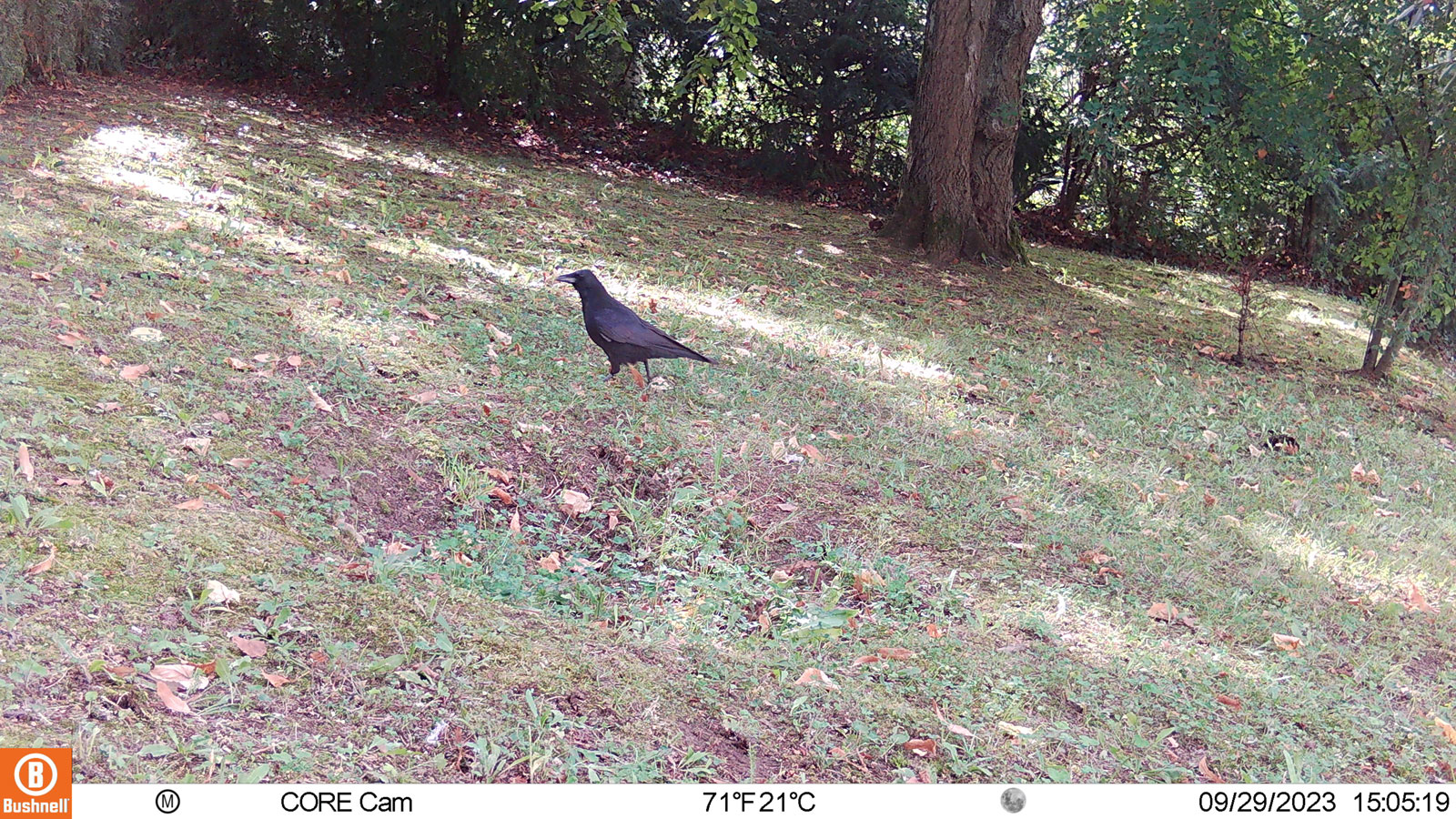 Photo d'une pelouse avec une Corneille noire posée. 