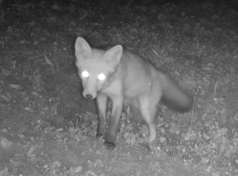 Photo d'un renard roux. 