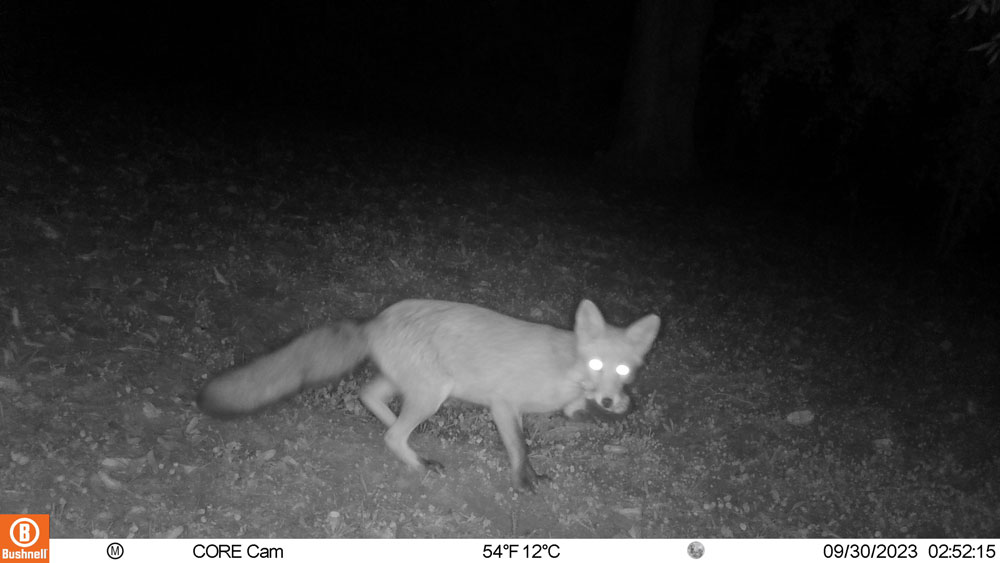 Photo de nuit. Un renard passe devant l'objectif avec quelque chose dans la gueule.