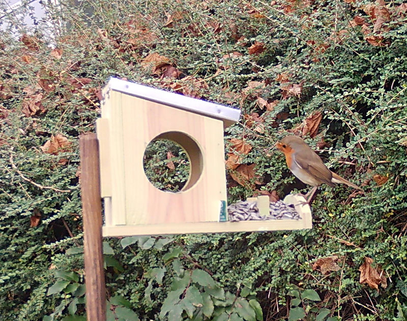 Photo d'une mangeoire en bois avec des graines. Un rougegorge y mange des graines.