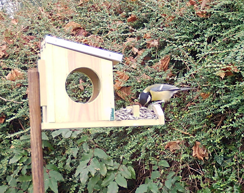 Photo d'une mangeoire en bois avec des graines. Une mésange y mange des graines.