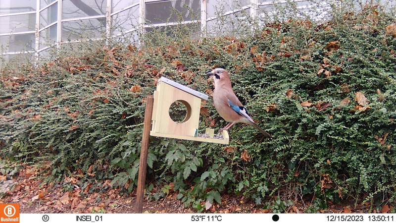 Photo d'une mangeoire en bois avec des graines. Un Geai y mange des graines.